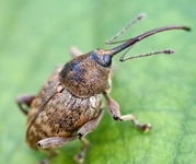 Fındık Böceği ile Mücadele Fındık Böceği ile Mücadele