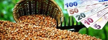 Fındık Destekleme Nedir? Fındık Destekleme Nedir?