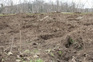 Fındık Dikimi Nasıl Yapılır? Fındık Dikimi Nasıl Yapılır?