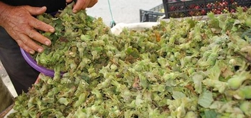 Yaş Fındık Faydaları Nelerdir?